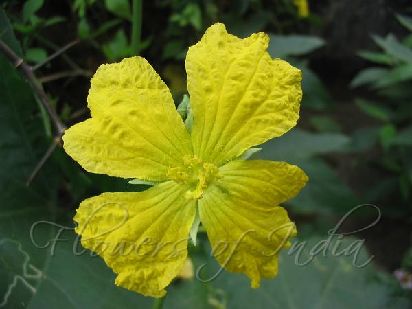 Spiny Gourd